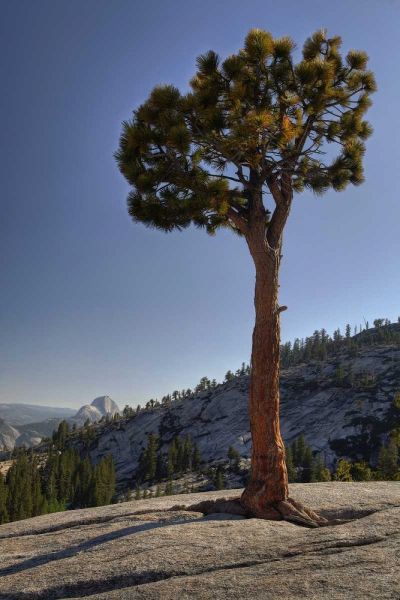 CA, Yosemite Solitary tree grows from rock